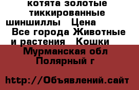 котята золотые тиккированные шиншиллы › Цена ­ 8 000 - Все города Животные и растения » Кошки   . Мурманская обл.,Полярный г.